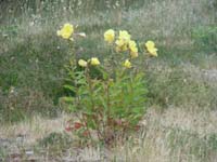 DSCN0277