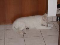 Nanuk_2010-09-24_02