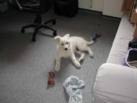 Nanuk_2010-09-24_08