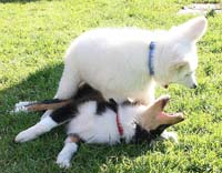 IMG_3623_nanuk+rory