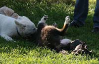 IMG_3685_alle